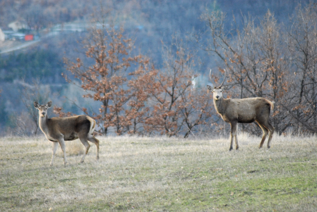 PASSIONE PER IL CERVO